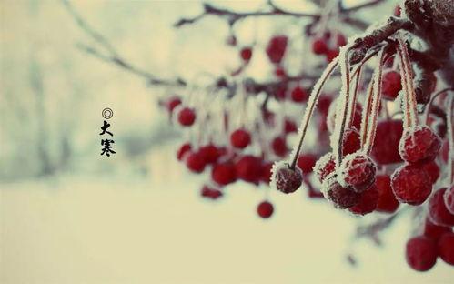 吃瓜网每日大寒,吃瓜网带你领略冬日里的温暖与希望