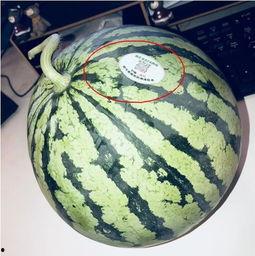 猎奇网红吃瓜,揭秘娱乐圈背后的惊人真相