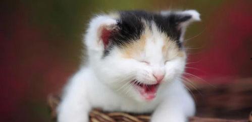 网红猫吃贝贝瓜图片大全,贝贝瓜图片大全萌态十足