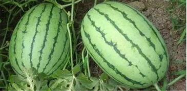 沭阳网红吃瓜事件真相,揭秘背后真相与反思