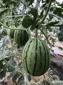 藏族网红吃瓜是谁,揭秘网络红人的崛起与影响力