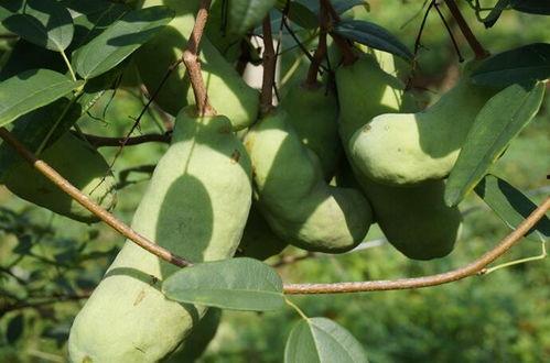 吃瓜事件网红楠楠,吃瓜事件背后的真相与反思